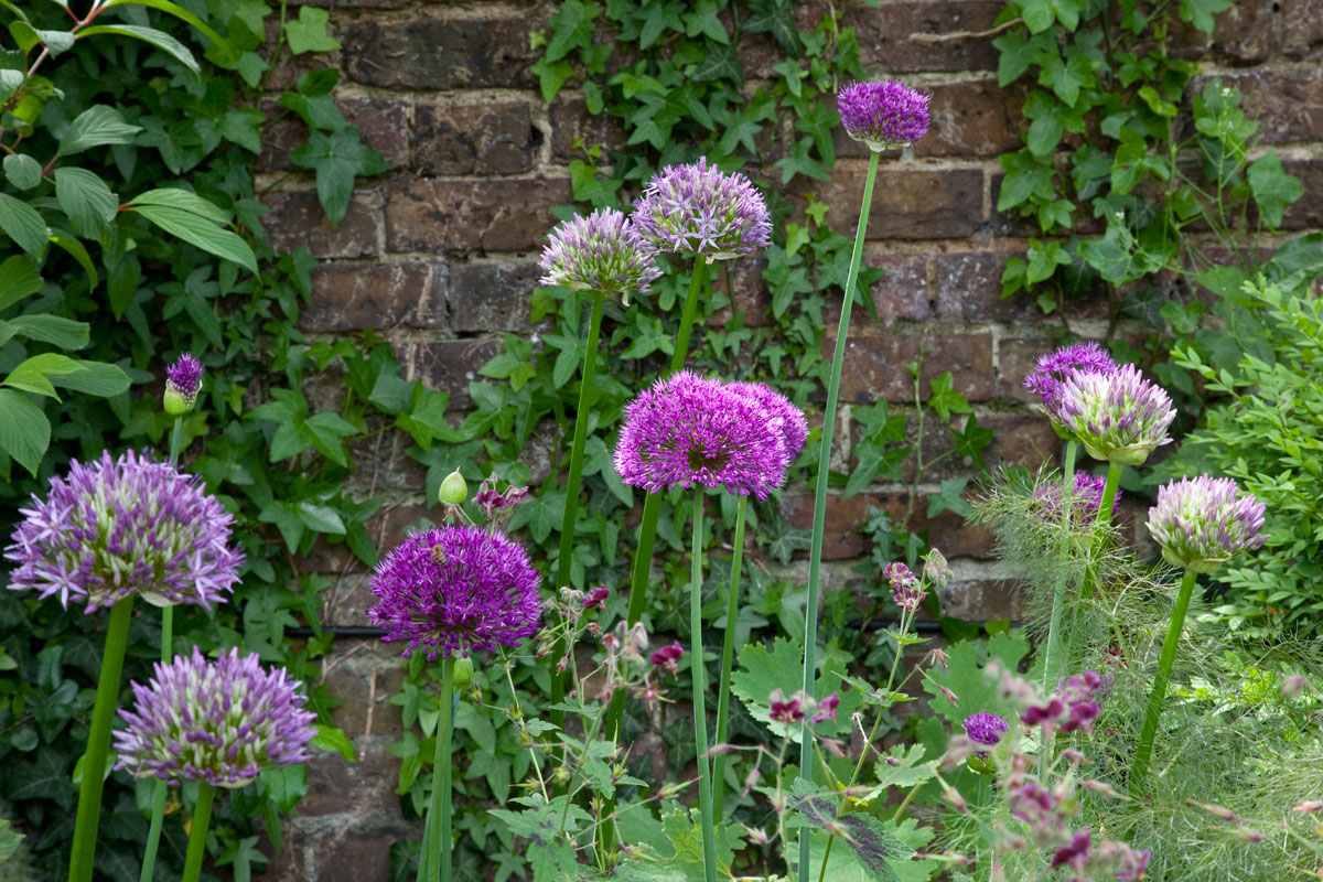 Hampton Court Garden Image