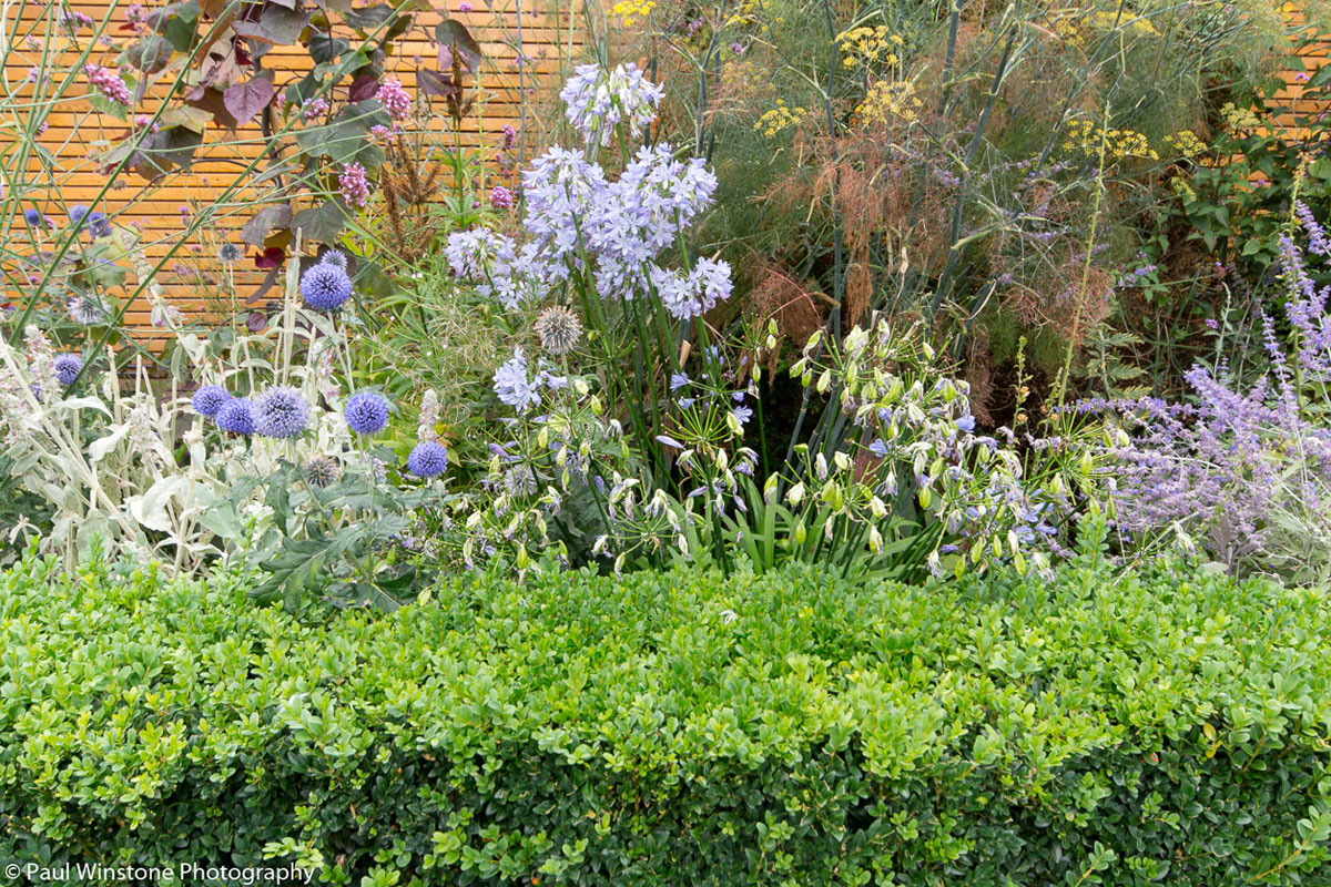 Wimbledon Villa Garden Image